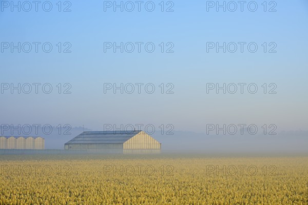 A greenhouse stands in a misty field full of yellow flowers under a blue sky, Sassenheim, province