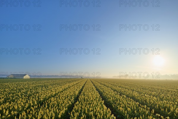 Wide field of tulips under a clear blue sky with the rising sun in the distance, Sassenheim,
