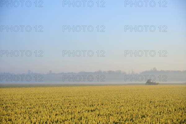 A tractor drives across a vast field of yellow tulips in foggy weather, Sassenheim, province of