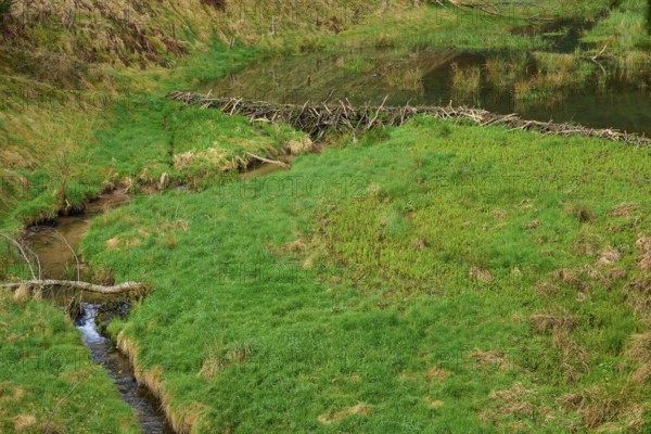 A small river flows through a green area with a beaver dam, spring, Weibersbrunn, Spessart,