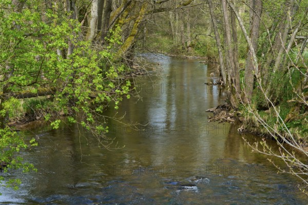 A small stream flows quietly through a green forest in spring, Spring, Jossa, Sinntal, Spessart,
