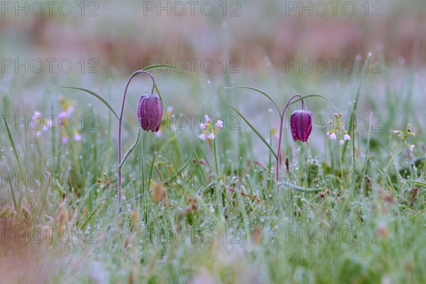 Snake's Head Fritillary or lapwing (Fritillaria meleagris), flowers on dewy meadow with colourful
