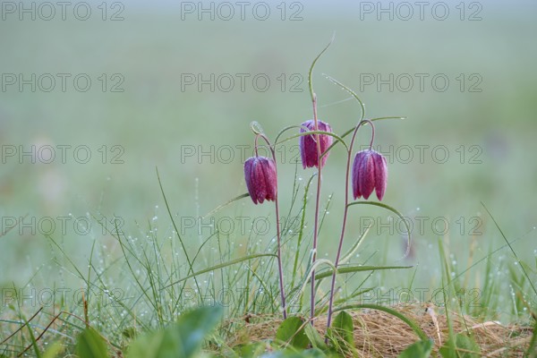 Snake's Head Fritillary or lapwing (Fritillaria meleagris), group with dewdrops on a green meadow,