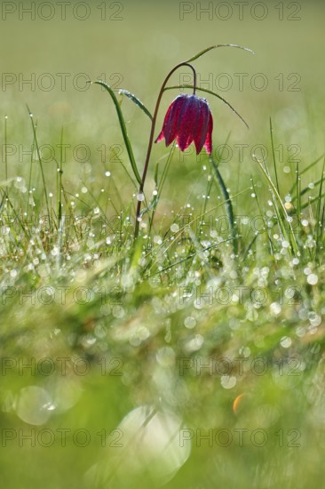 Snake's Head Fritillary or lapwing (Fritillaria meleagris), flower with taudiamonds in the grass in