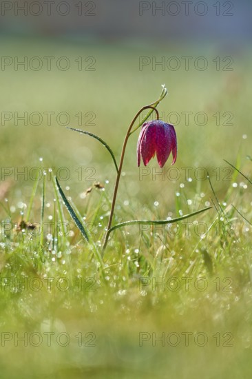 Snake's Head Fritillary or lapwing (Fritillaria meleagris), flower in a dewy meadow under soft