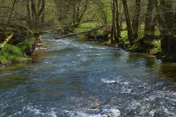 A clear stream runs through a forest with fresh spring green, spring, Jossa, Sinntal, Spessart,