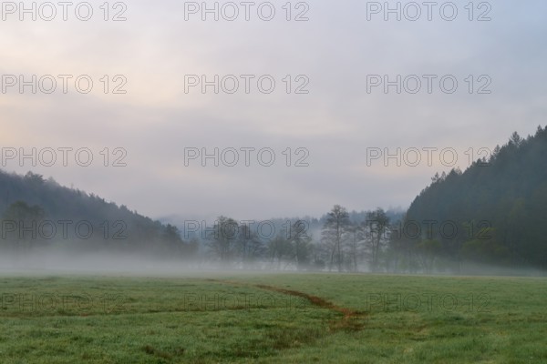 Morning fog over a meadow with trees in the background, quiet and peaceful atmosphere, spring,