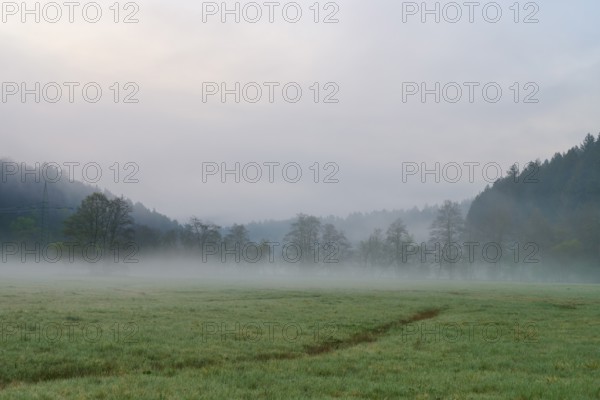 Dense morning fog over a green meadow, trees and forest in the background, spring, Jossa, Sinntal,