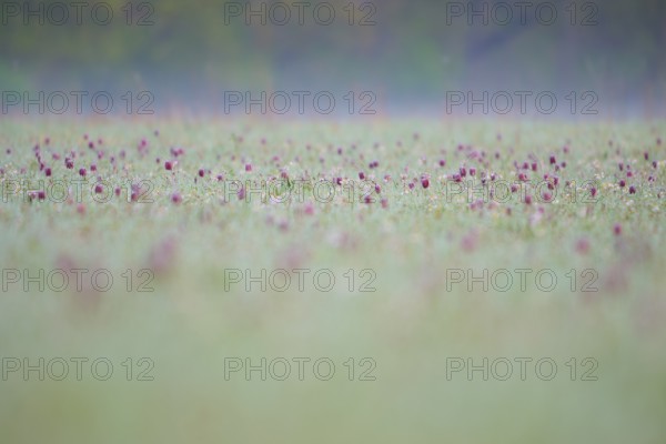 Snake's Head Fritillary or lapwing (Fritillaria meleagris), on a damp meadow with a misty