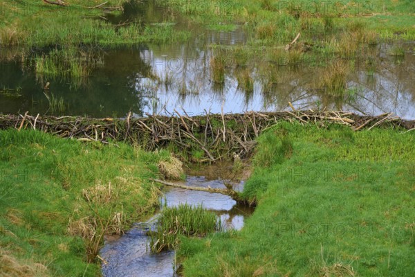 A beaver dam with a pond surrounded by green landscape, spring, Weibersbrunn, Spessart, Bavaria,