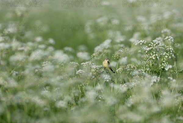 Yellow wagtail (Motacilla flava) sitting in meadow chervil (Anthriscus sylvestris), Lower Rhine,