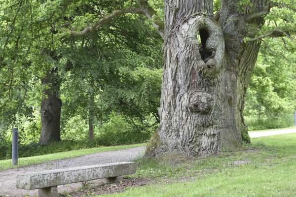 Old English oak, German oak, Eichenbrüder, (Quercus robur) in Putbus Castle Park, Rügen,