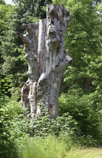Deadwood, dead tree, tree death in Putbus Castle Park, Rügen, Mecklenburg-Western Pomerania,