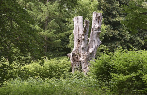 Deadwood, dead tree, tree death in Putbus Castle Park, Rügen, Mecklenburg-Western Pomerania,