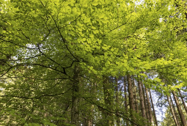 Beech forest, branches with green leaves in the sun, forestry, Mondseeland, Salzkammergut, Upper