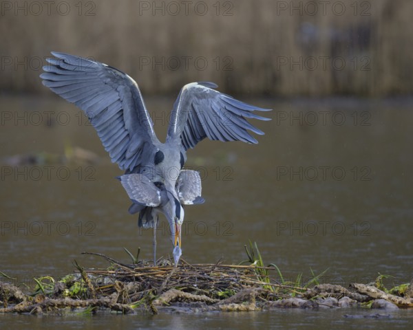 Grey heron (Ardea cinerea), copula, nest on floating roots of water lily in front of reeds, Neckar