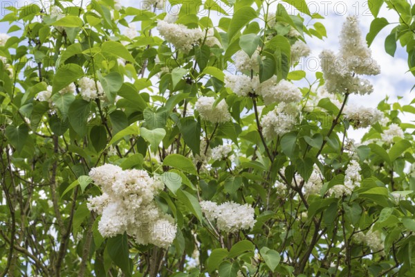 Flowering white lilac (Syringa vulgaris), shrub, North Rhine-Westphalia, Germany