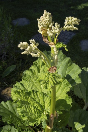 Rhubarb blossom (Rheum rhabarbarum) North Rhine-Westphalia, Germany