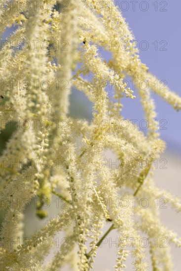 Delicate white flowers of the honeysuckle (Aruncus dioicus) against a blue sky, Neunkirchen, Lower