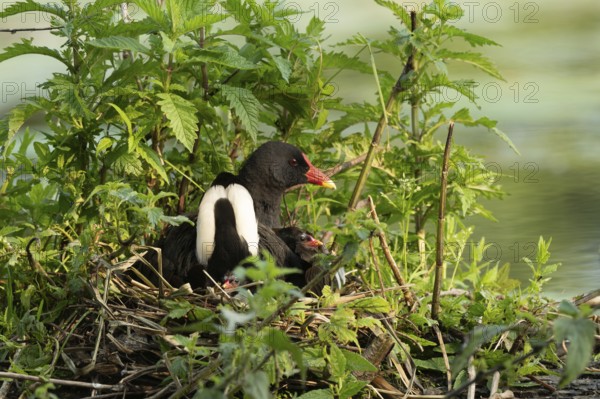 A Moorhen (Gallinula chloropus) on its nest broods its few-day-old chicks. Bas rhin, Alsace, grand