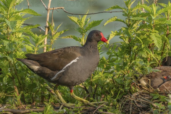 A pair of Common Moorhens (Gallinula chloropus) are looking after their few-day-old chicks.Bas