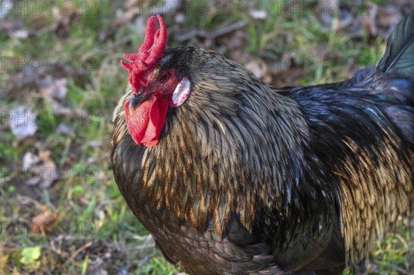 Cock with iridescent plumage, Bavaria, Germany