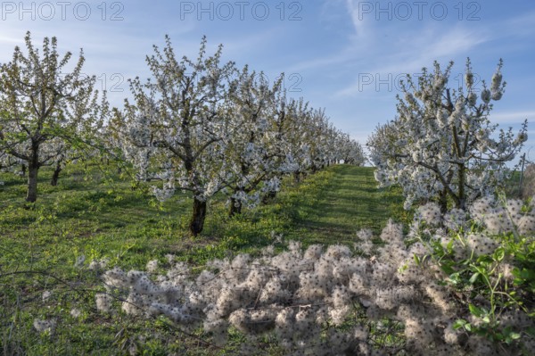 Seed stand of a clematis, in the background young, flowering cherry trees of a plantation (Prunus
