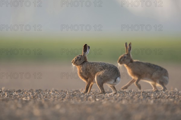 Brown Hares, European Hares (Lepus europaeus) two, pair of, sitting, playing on farmland, low point