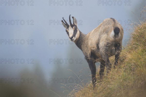 Chamois (Rupicapra rupicapra) in foggy weather on a steep slope in the Swiss Alps, native species,