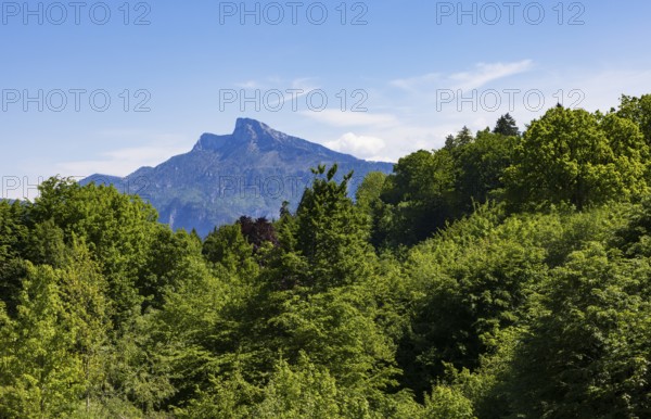 Dense deciduous forest behind it rises the Schafberg, Mondseeland, Mondsee, Salzkammergut, Upper