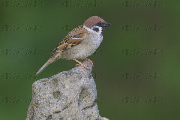 Tree sparrow (Passer montanus), sitting on a stone, biosphere reserve, Swabian Alb,