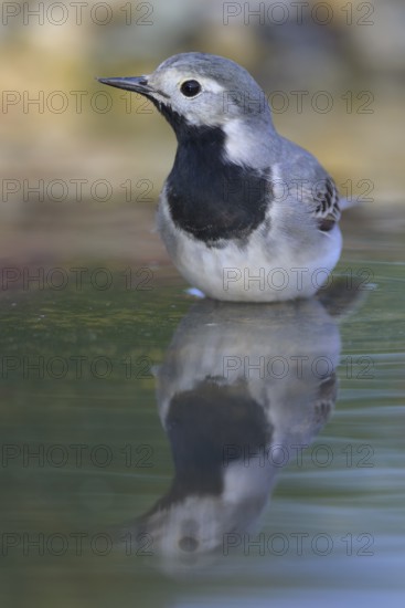 White wagtail (Motacilla alba), male bathing, biosphere reserve, Swabian Alb, Baden-Württemberg,