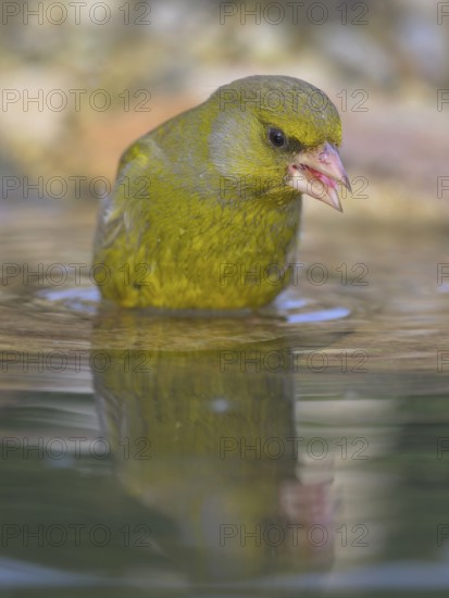 Greenfinch (Chloris chloris), male bathing, biosphere reserve, Swabian Alb, Baden-Württemberg,