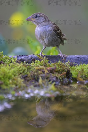 House sparrow (Passer domesticus), young bird at the bird bath, biosphere reserve, Swabian Alb,