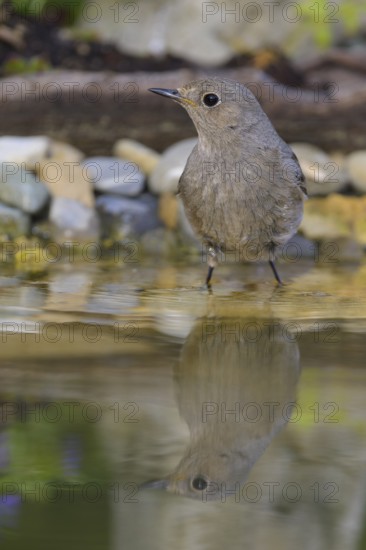 Black redstart (Phoenicurus ochruros), female standing in water, biosphere reserve, Swabian Alb,