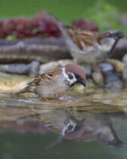 Tree sparrow (Passer montanus), with house sparrow (Passer domesticus), drinking, biosphere