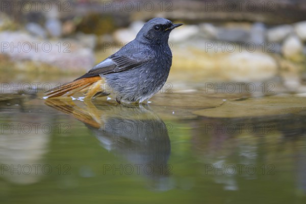 Black redstart (Phoenicurus ochruros), male bathing, biosphere reserve, Swabian Alb,