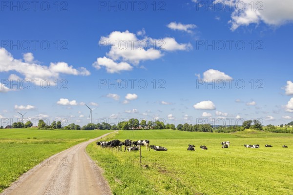 Gravel road in the countryside with grazing dairy cows on a grass meadow in a beautiful idyllic