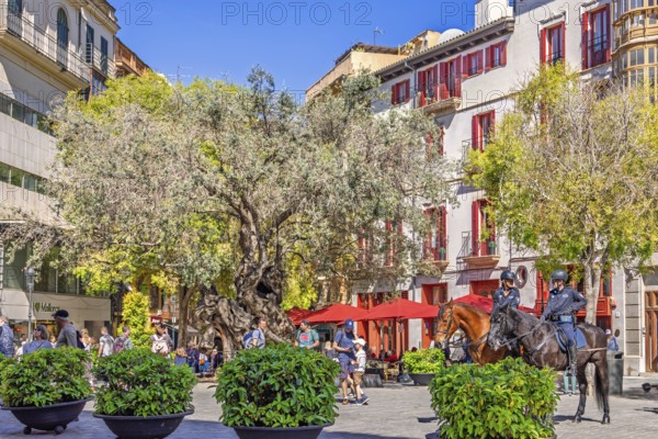 Town square with mounted police on horses among people and houses and old olive trees, Palma de