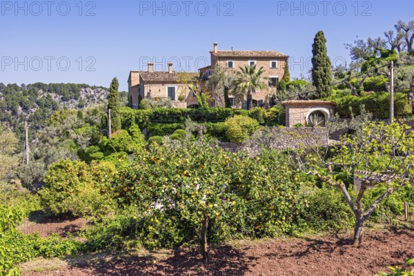 Lemons and oranges orchard at a farm on the spanish countryside a sunny summer day with a clear