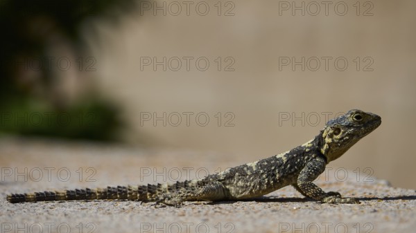 Agame (Agamidae), lizard sunbathing on sandy ground in natural environment, Patmos, Dodecanese,