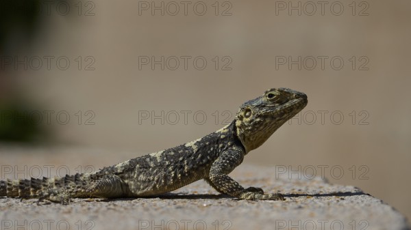 Agame (Agamidae), lizard sunbathing on sandy surface in natural environment, Patmos, Dodecanese,