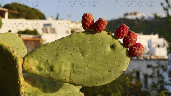 Large cactus with red fruits in the foreground, Mediterranean buildings in the background, Livadi