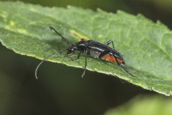 Strangalia nigra (Strangalla nigra) with long antennae on a leaf at the edge, Baden-Württemberg,