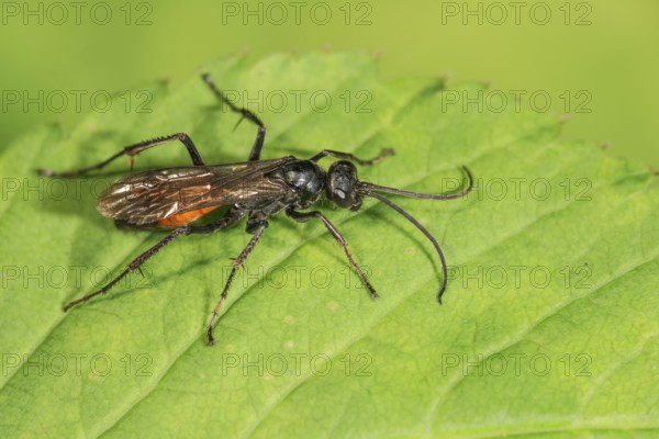 Wasp (Anoplius infuscatus) resting on a green leaf, detailed insect image, Baden-Württemberg,