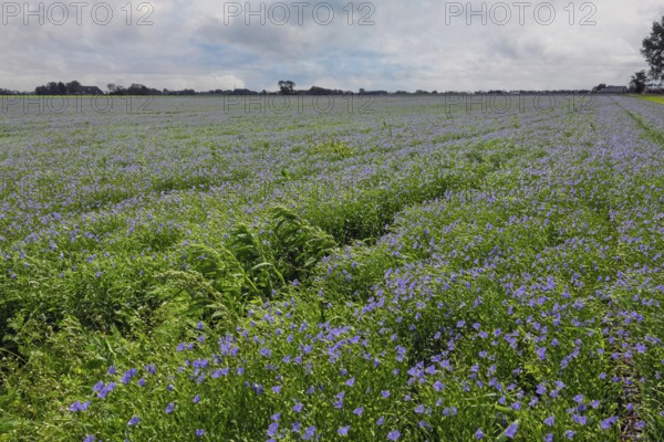 Flax field, blue flax, seed flax, common flax, flax (Linum usitatissimum), Province of Groningen,