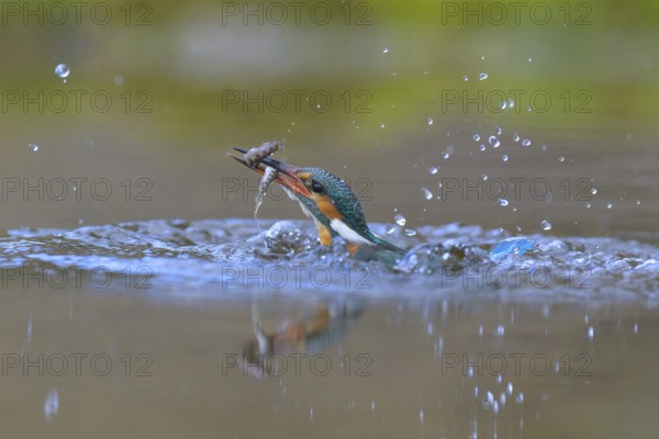 Kingfisher (Alcedo atthis), taking off from the water with a fish in its beak, Lechauen, Bavaria,