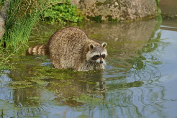 A raccoon (Procyon lotor), standing in a shallow body of water, surrounded by plants and stones,