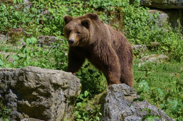 Brown bear (Ursus arctos), in the forest on rocks, surrounded by lush greenery and natural
