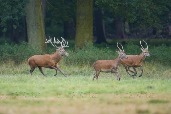 Red deer (Cervus elaphus), three deer running through a green meadow at the edge of a forest,